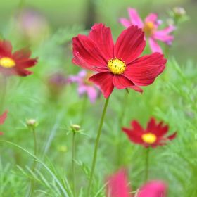 Cosmos Red 1 Litre